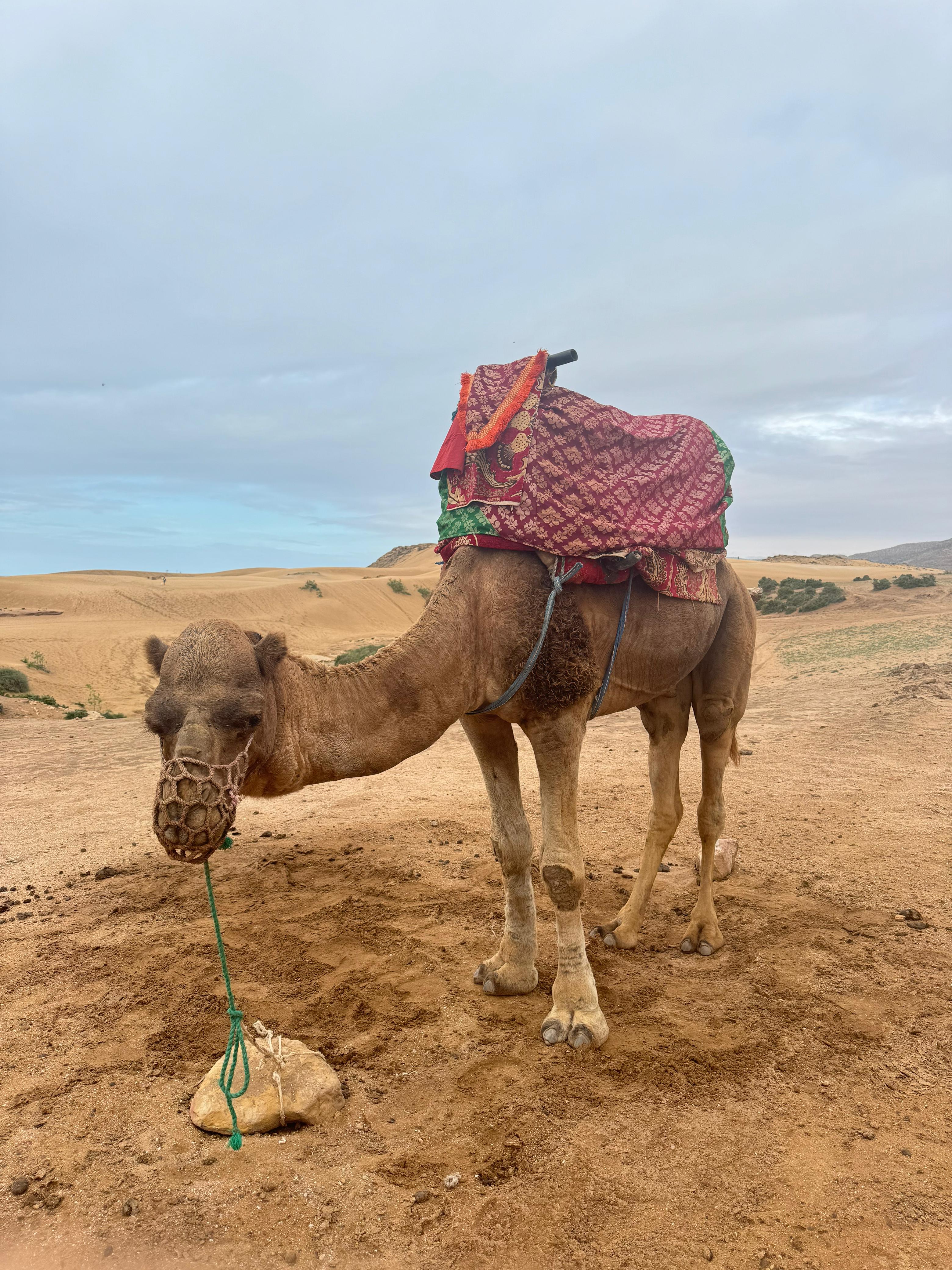 Camel Riding experience