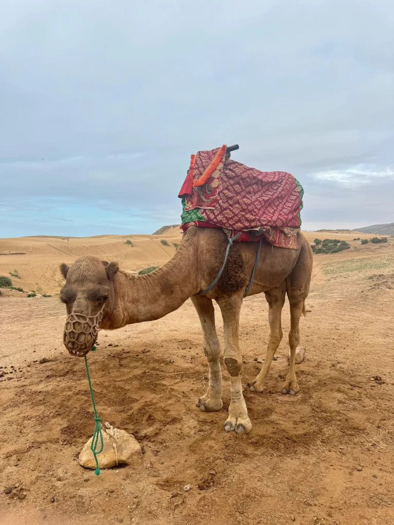 Camel Riding